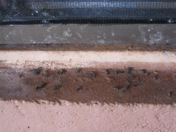 Photos of mouse droppings outside cells