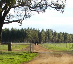 Image of open low fence at Pardelup Prison Farm