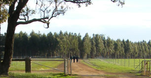 Image of open low fence at Pardelup Prison Farm