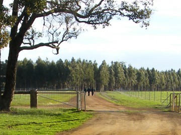 Image of open low fence at Pardelup Prison Farm