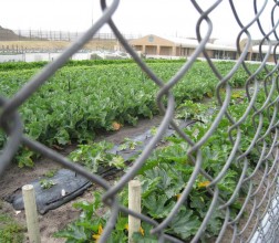 Vegtable garden at Albany