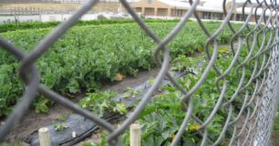 Vegtable garden at Albany