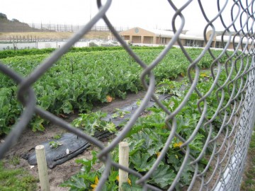 Vegtable garden at Albany