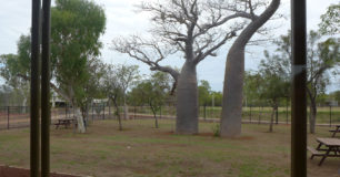 Image of Boab trees in Visits area at West Kimberley Regional Prison