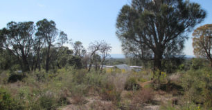 Picture of trees at the top of the hill