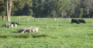 Image of cattle and sheep in a field at Padelup Farm