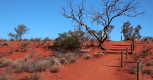 Image of trees and bush in Australia