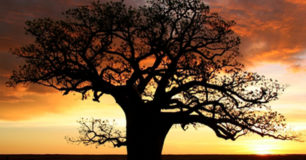 Image of a Boab tree at sunset