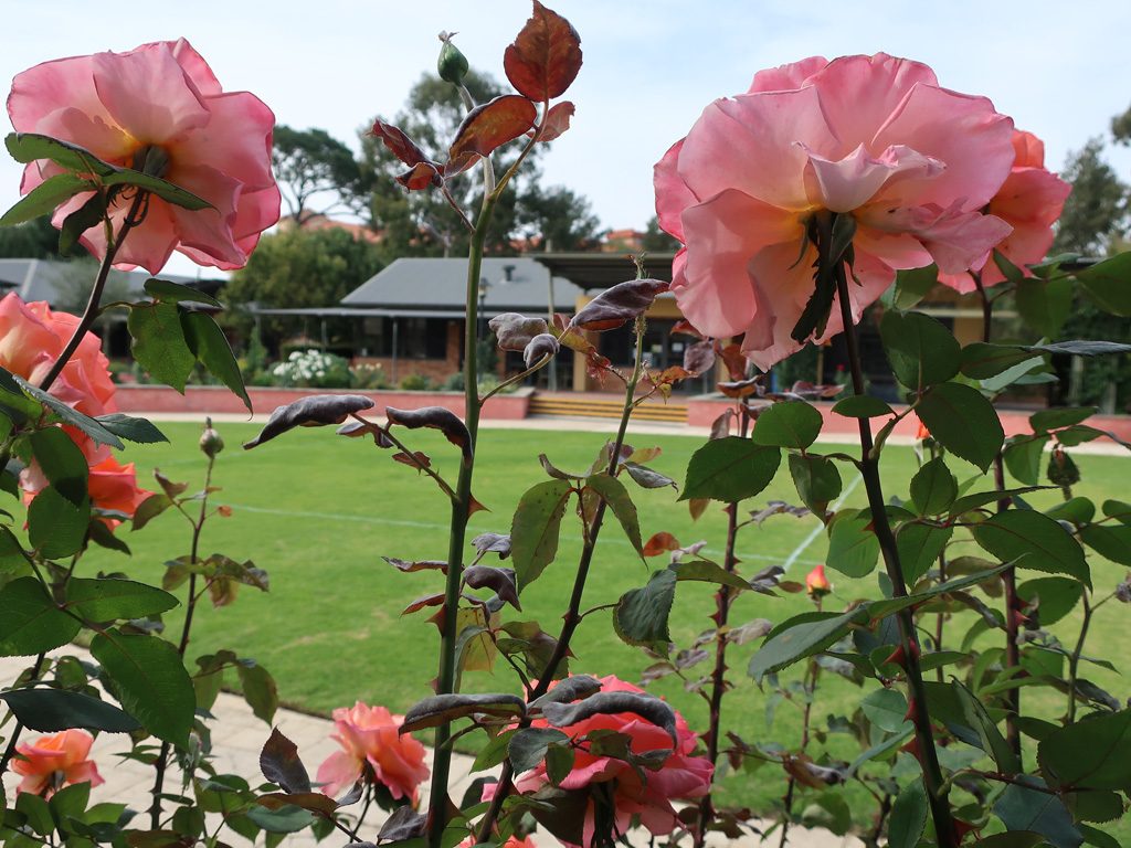 Image of pink roses in the garden, with the Library at Boronia Pre-release Centre for Women in the background