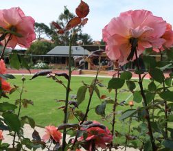 Image of pink roses in the garden, with the Library at Boronia Pre-release Centre for Women in the background