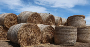 Image of bales of hay at Pardelup Prison Farm