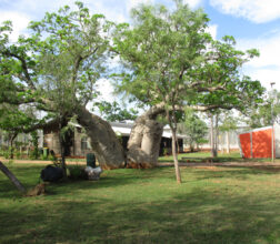 Image of a Boab tree outside the women's Unit 2 at West Kimberley Regional Prison