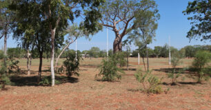 Image of trees around the Oval at West Kimberley Regional Prison