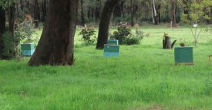 Image of bee hives in a field at Karnet Prison Farm