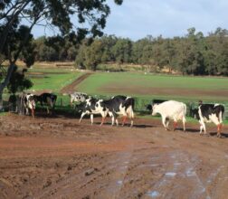 Image of cows walking to a paddock at the dairy in Karnet Prison Farm
