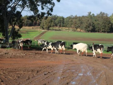 Image of cows walking to a paddock at the dairy in Karnet Prison Farm