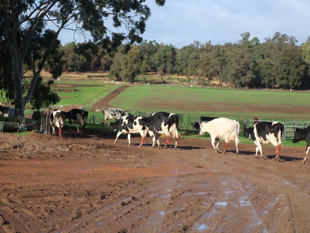 Image of cows walking to a paddock at the dairy in Karnet Prison Farm