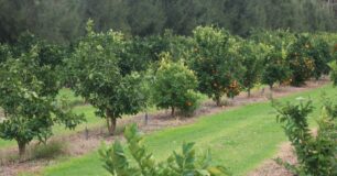 Image of a fruit orchard at Karnet prison Farm