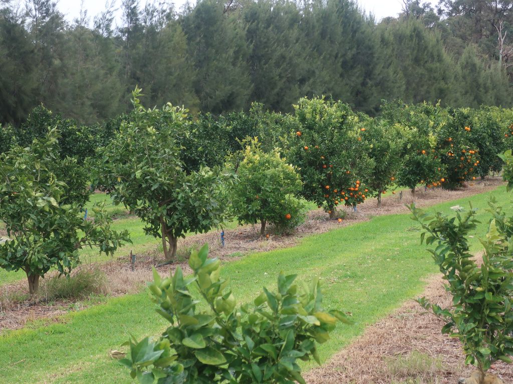 Image of a fruit orchard at Karnet prison Farm